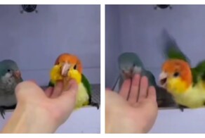Попугаи могут быть очень ревнивыми