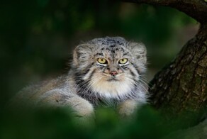 Занимательный факт из жизни манулов