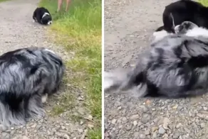 Бордер-колли и австралийская овчарка дают друг другу понять, что они не представляют угрозы