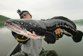 Почему рыба из реки Амур крайне агрессивна в других водоёмах?