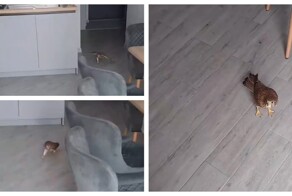 Сокол вырос в квартире и стал напоминать кота