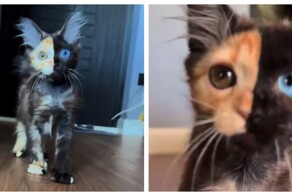 Котёнок с редким "химера-окрасом"