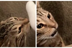 Острая реакция кошек на неприятные им запахи