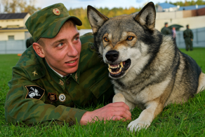 Пермский волкособ: эксперимент МВД по скрещиванию волка и собаки