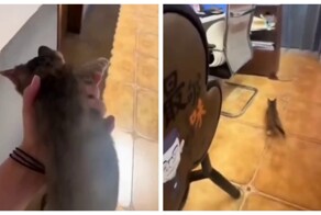 Девушка воспользовалась услугами уличного кота