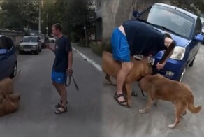 В Воронеже мужчина спустил собаку без поводка, и та загрызла бездомного пса