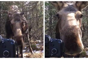 Встреча с лосем в лесу