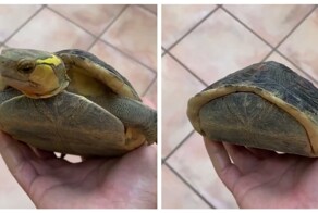 Необычный черепаший панцирь
