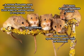 Зачем в Москве ловят мышей и проводят им осмотр