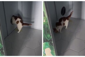 Кошка не поняла, как пользоваться умным лотком