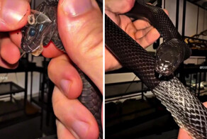 Хозяин помогает змее сбросить кожу