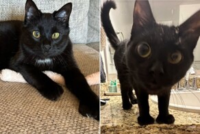 Кошка Марти с уникальной внешностью