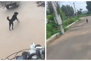 Мужчина необычно проучил собаку, которая лаяла на него