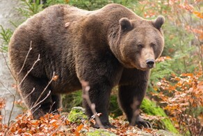 В Башкирии медведь разворошил всю пасеку охотничьего инспектора