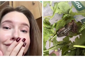 Девушка обнаружила лягушку в упаковке рукколы спустя неделю употребления