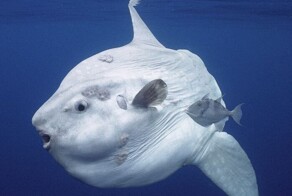 От турецкого Человека-паука до многоженца-рекордсмена: 10 историй нашего мира, в которые сложно поверить