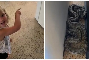 Обычный день в Австралии: урок, как выгнать змею из дома