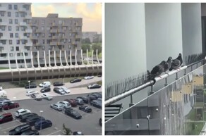 Метод против голубей: необычное решение на балконе