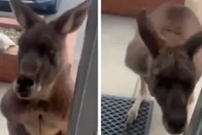 Кенгуру пришёл в гости