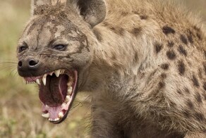 Животные с самым сильным укусом