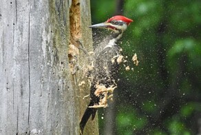 Всё вразнобой&nbsp;
