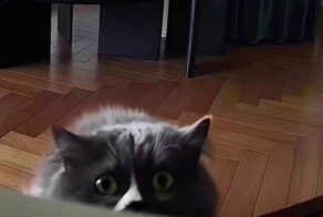 Реакция котов  на камеру наблюдения с динамиком