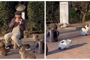 В Стамбуле прошел концерт для кошек