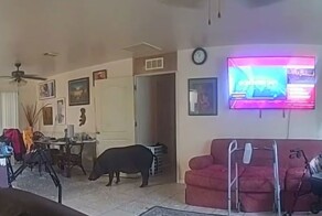 Кабан вломился в дом в США