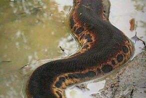 Смотри под ноги и по сторонам