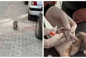 Кошка принесла больного котёнка в клинику