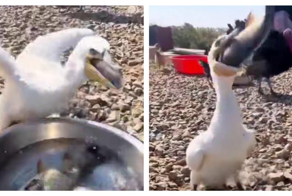 Прожорливый баклан