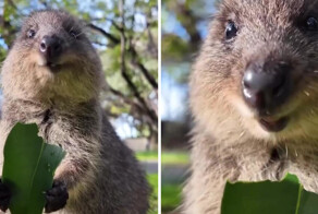 В Австралии операторы нашли самое счастливое животное в мире