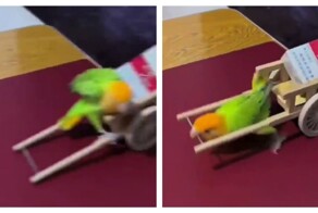 Попугай курильщика