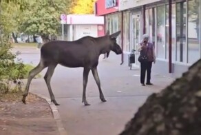 Лось вышел к станции метро в Москве