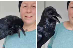 Ручной ворон поражает всех своим "человеческим" голосом