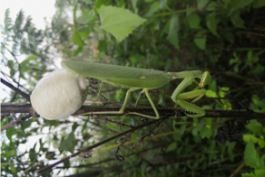 Оотеки богомолов:  странные коробочки появляются на деревьях в конце лета