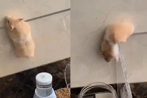 Побег хомяка из вольера