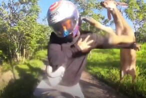 В Таиланде олень напал на байкера