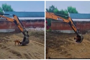 Пёс катается в ковше экскаватора