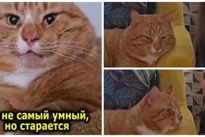 Особенный рыжий кот