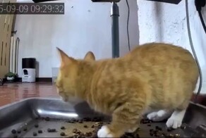 Свежий корм застал котёнка врасплох