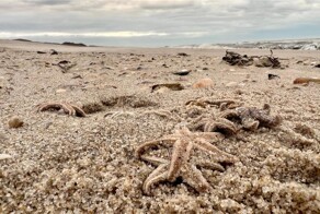 Тысячи морских звезд выбросило на берег