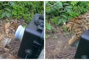 Дикий котёнок играет с фотоловушкой
