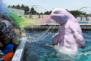 Нок: белуха, которая говорила по-английски