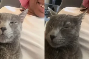 Девушка попыталась поговорить с котом на его языке