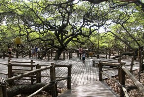 Впечатляющий размер дерева