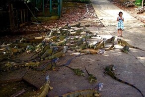  Намешалось 