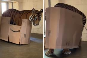 Большая кошка — маленькие радости