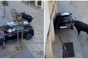 Разъярённый бык против автомобиля: жестокая дуэль на улице Испании