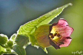 Смертельная красота